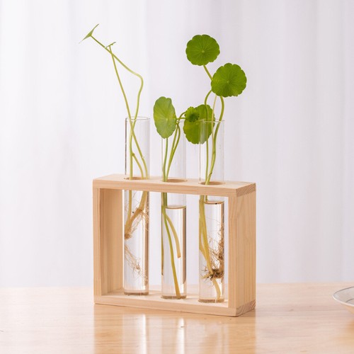 Wall hanging plant propagation - hanging,