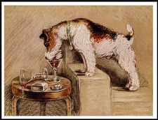 WIRE FOX TERRIER DRINKS FROM