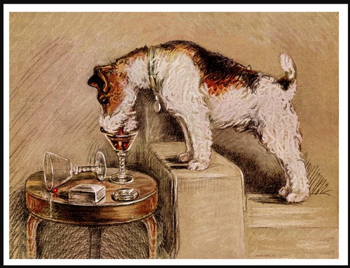 Wire fox terrier drinks from - terrier,