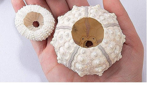 2pcs sea urchin - 2pcs, shell