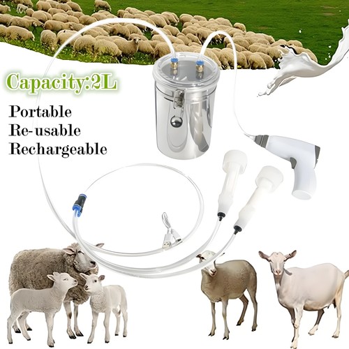 Electric sheep milking - sheep,