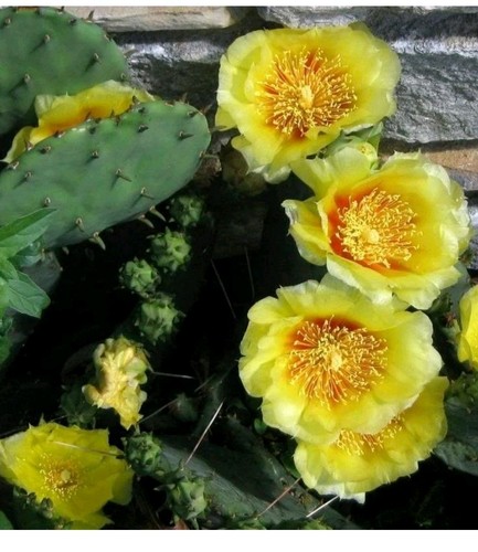 Opuntia hardy prickly - prickly, pear