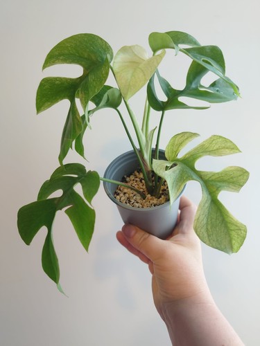 Rhaphidophora tetrasperma - rhaphidophora,