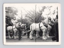 Old B&W Photo Team of Dray