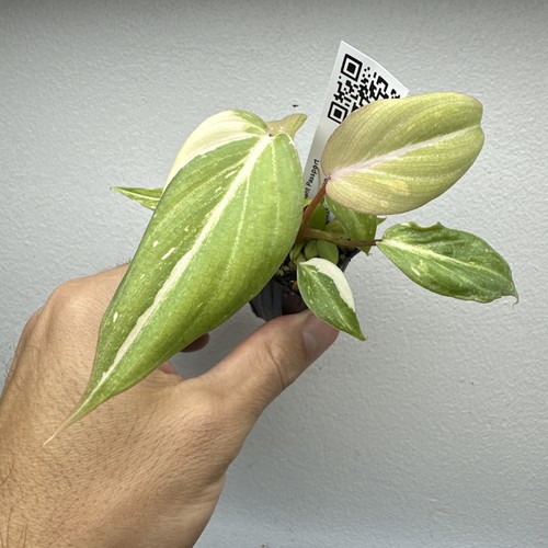 Philodendron gloriosum - philodendron,