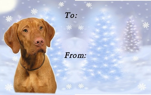Hungarian vizsla christmas - hungarian,