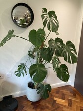 Monstera Deliciosa Swiss