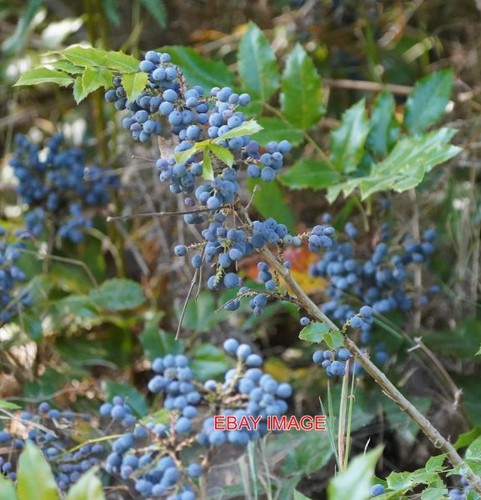 Photo oregon grape - photo, (mahonia