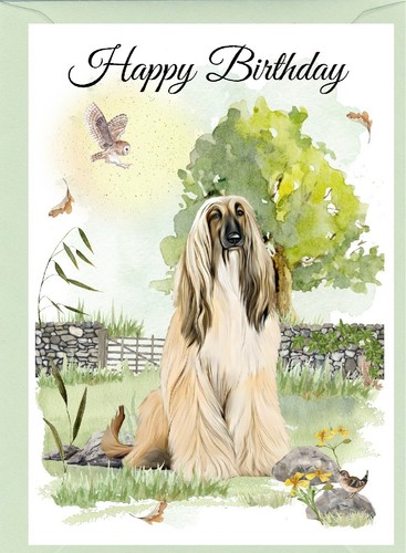 Afghan hound dog - afghan,