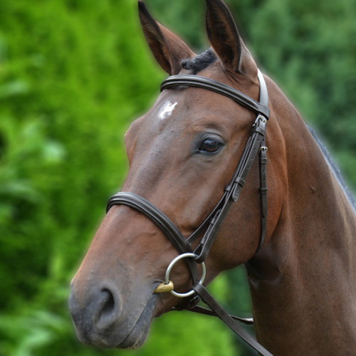Padded cavesson bridle with - hy,