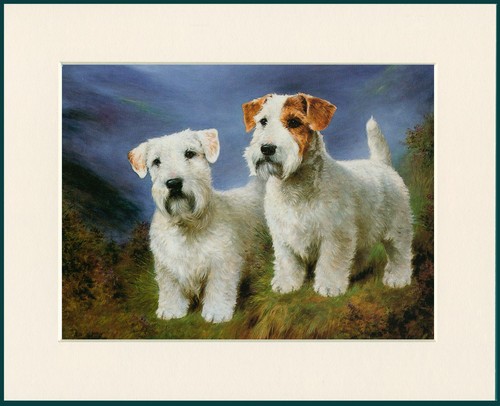 Sealyham terrier dog art print - sealyham,