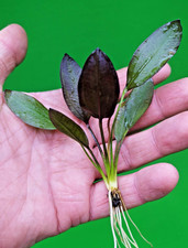 Echinodorus ‘Aflame’ Red