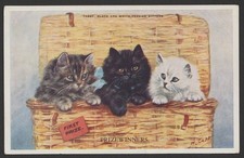 Persian Kittens Prize Winners