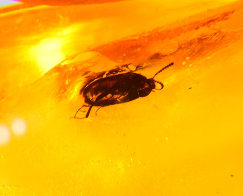 Beetle dominican amber - beetle, in