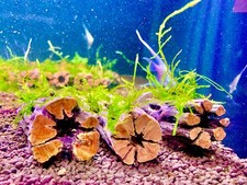 Nano Java moss on 3 inch