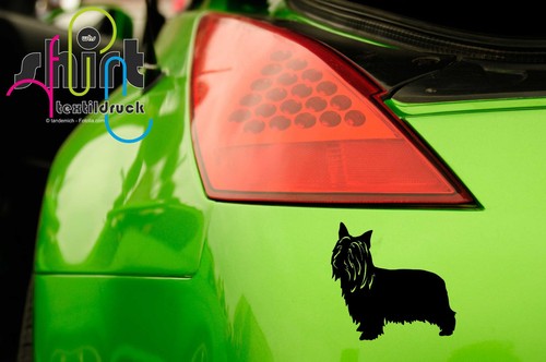 1438 silky terrier dog - a,