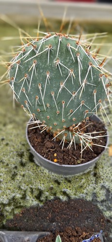 Opuntia phaecantha prickly - opuntia,