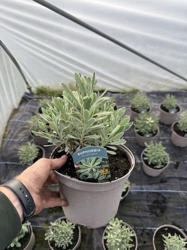 Euphorbia silver edge hardy - silver,