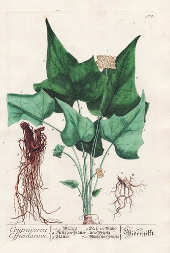 Dorstenia contrajerva