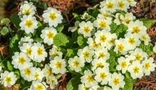 Primula vulgaris Common