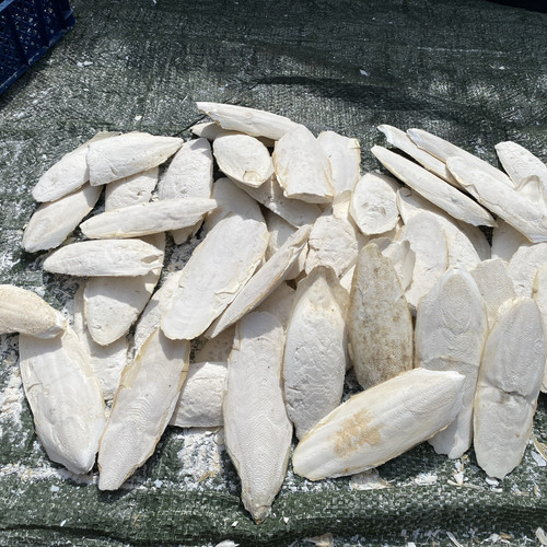 Cuttle fish bone - fish, large