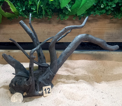 Black moor root - root, wood