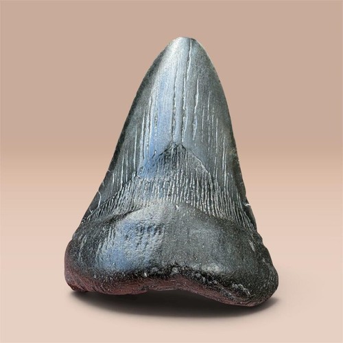 Megalodon tooth fossil large - megalodon,