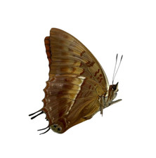 Charaxes papered specimens - papered,