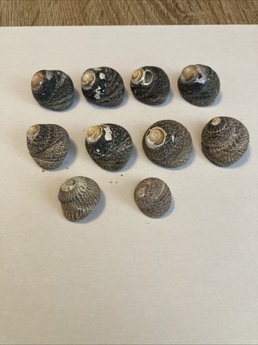 Shells seashells - shells,