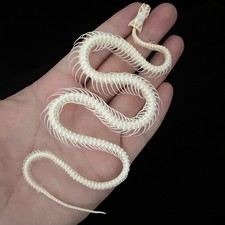 1 PC Real Snake Skeleton