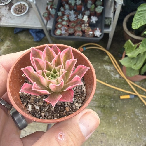 Aeonium peacock width - peacock, 1