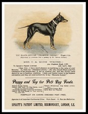 ENGLISH TOY TERRIER BLACK &