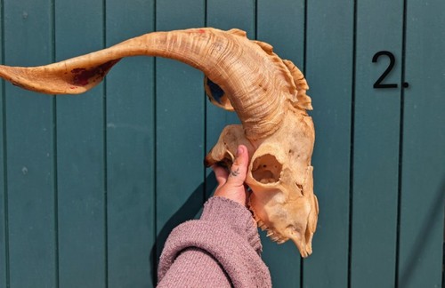 Taxidermy skulls bones - skulls,, bones,