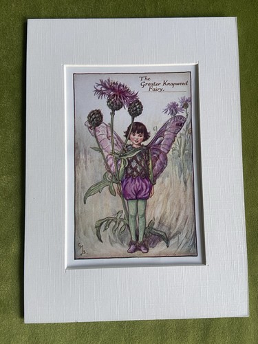 Greater knapweed flower - ‘greater,