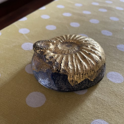 Glass paperweight fossil - glass,