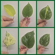 6x Pothos / Philodendron Bundle Satin | Happy | Heartleaf | Brasil | Neon | Gold
