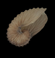 Seashell  Argonauta hians 90.4mm GIANT