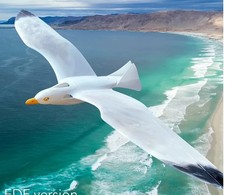 3DPrinted Fixed-Wing sea gull