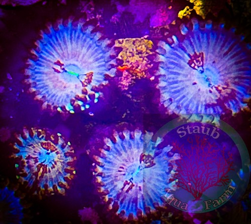 Saf white zombie - saf~4-, zoanthid