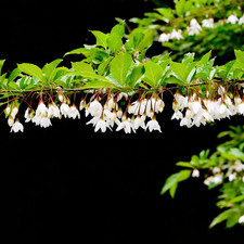 Styrax japonicus 野茉莉