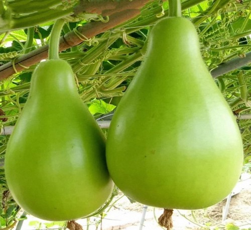 Gagua bottle gourd - 10, /bottle