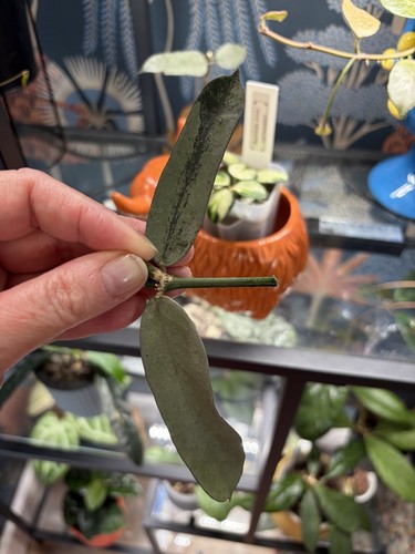 Hoya pandurata silver - silver,
