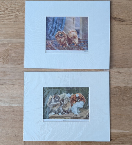 Vintage pekingese dog - dog, prints