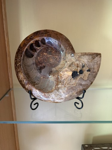 Large polished ammonite fossil - large,