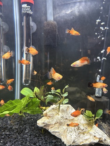 High fin platy exotic male - exotic, and
