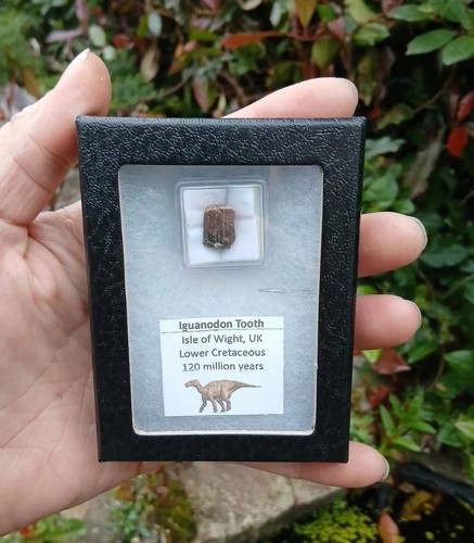 Rare fossil iguanodon dinosaur - rare,