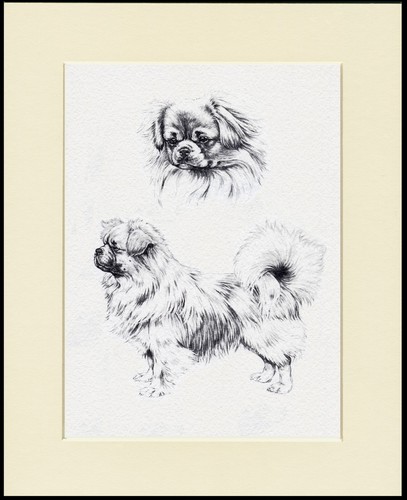 Tibetan spaniel dog art print - tibetan,