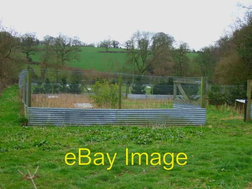 Photo 6x4 pheasant rearing - photo,