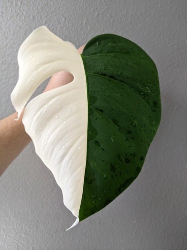 Monstera albo deliciosa - monstera,