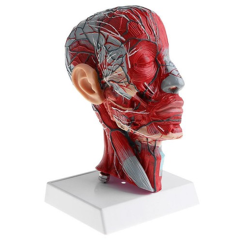 Anatomy human half head - 1:1,